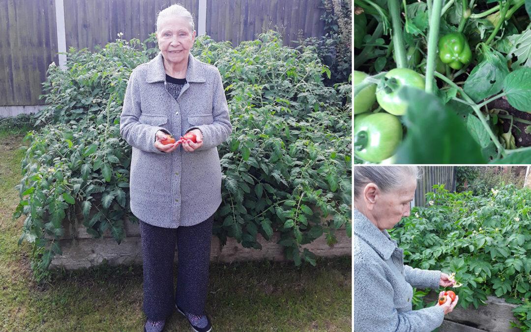 Ellas vegetable garden at Silverpoint Court Residential Care Home
