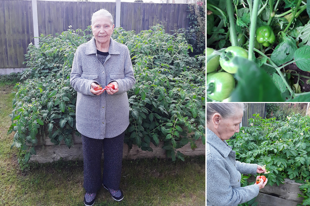 Ellas vegetable garden at Silverpoint Court Residential Care Home